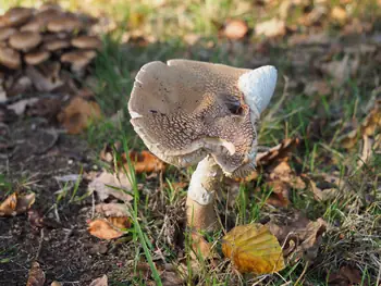 Vagevuurbos en Lippensgoed-Bulskampveld (België)